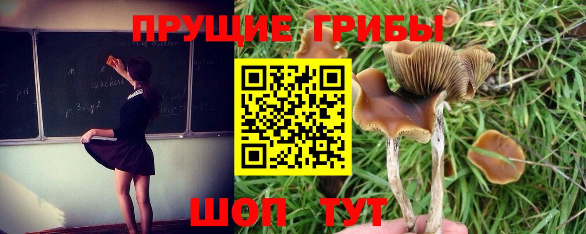 Галлюциногенные грибы мухоморы Лесной
