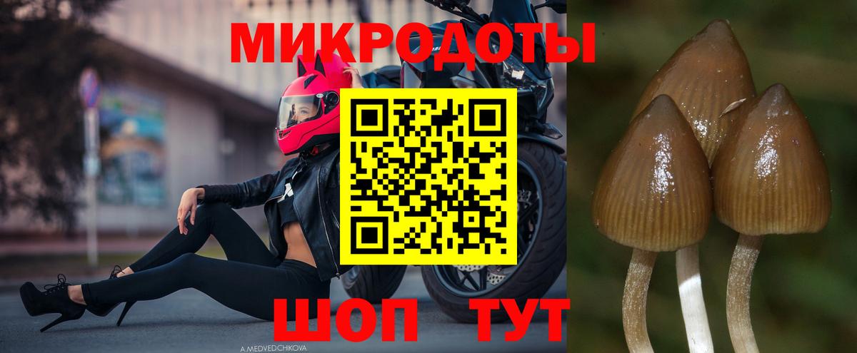 сколько стоит  Псилоцибиновые грибы Psilocybine cubensis  Вход с VPN  Лесной 